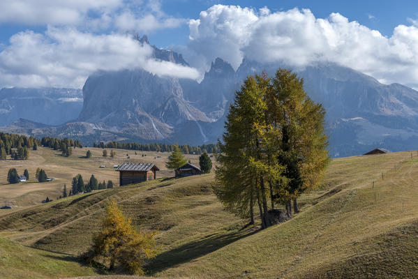 Alpe di Siusi/Seiser Alm, Dolomites, South Tyrol, Italy. Autumn colors on the Alpe di Siusi/Seiser Alm with the Sassolungo/Langkofel and the Sassopiatto/Plattkofel in background