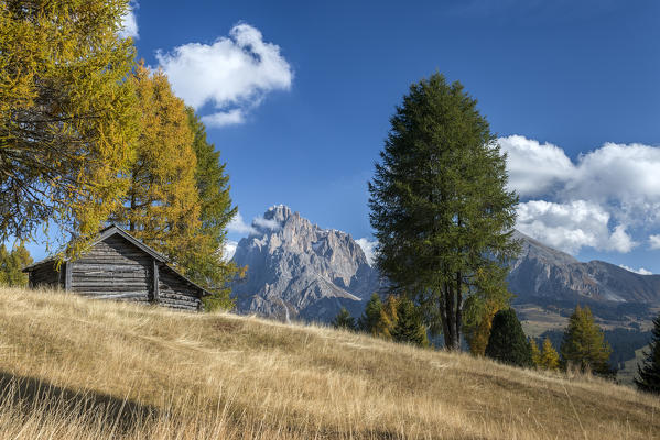 Alpe di Siusi/Seiser Alm, Dolomites, South Tyrol, Italy. Autumn colors on the Alpe di Siusi/Seiser Alm with the Sassolungo/Langkofel in background