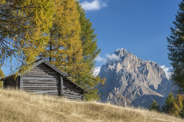 Alpe di Siusi/Seiser Alm, Dolomites, South Tyrol, Italy. Autumn colors on the Alpe di Siusi/Seiser Alm with the Sassolungo/Langkofel in background