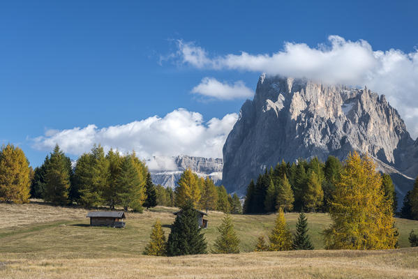 Alpe di Siusi/Seiser Alm, Dolomites, South Tyrol, Italy. Autumn colors on the Alpe di Siusi/Seiser Alm with the Sassolungo/Langkofel in background