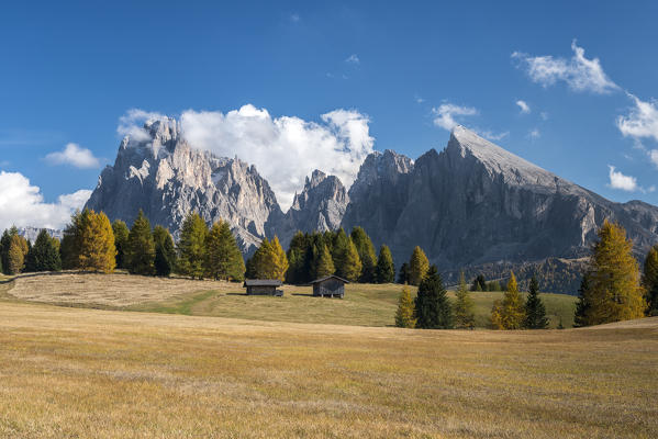 Alpe di Siusi/Seiser Alm, Dolomites, South Tyrol, Italy. Autumn colors on the Alpe di Siusi/Seiser Alm with the Sassolungo/Langkofel and the Sassopiatto/Plattkofel in background