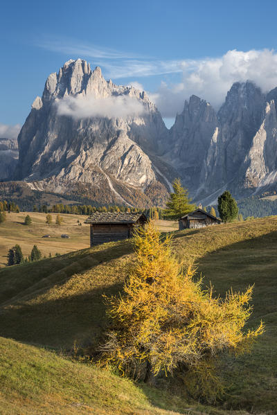 Alpe di Siusi/Seiser Alm, Dolomites, South Tyrol, Italy. Autumn colors on the Alpe di Siusi/Seiser Alm with the Sassolungo/Langkofel and the Sassopiatto/Plattkofel in background