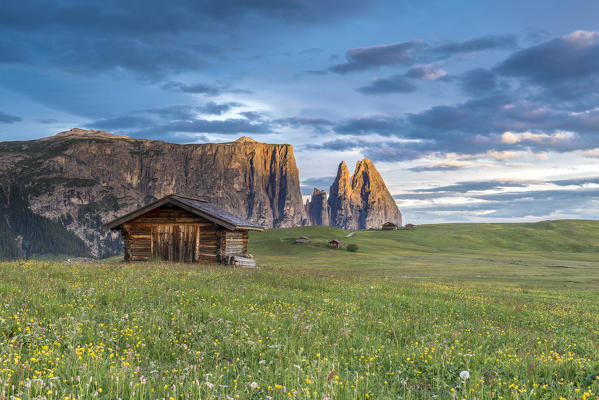 Alpe di Siusi/Seiser Alm, Dolomites, South Tyrol, Italy. Meadow full of flowers on the Alpe di Siusi/Seiser Alm. In the background the peaks of Sciliar/Schlern