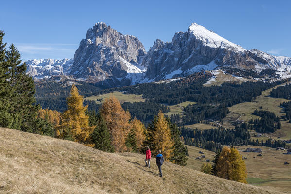 Alpe di Siusi/Seiser Alm, Dolomites, South Tyrol, Italy. Autumn colors on the Alpe di Siusi/Seiser Alm with the Sassolungo/Langkofel and the Sassopiatto/Plattkofel in background