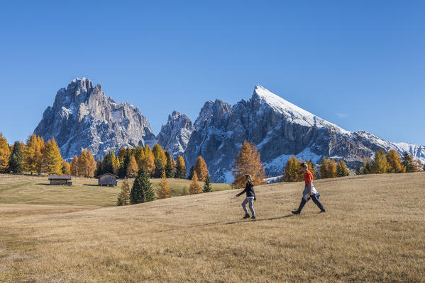 Alpe di Siusi/Seiser Alm, Dolomites, South Tyrol, Italy. Autumn colors on the Alpe di Siusi/Seiser Alm with the Sassolungo/Langkofel and the Sassopiatto/Plattkofel in background