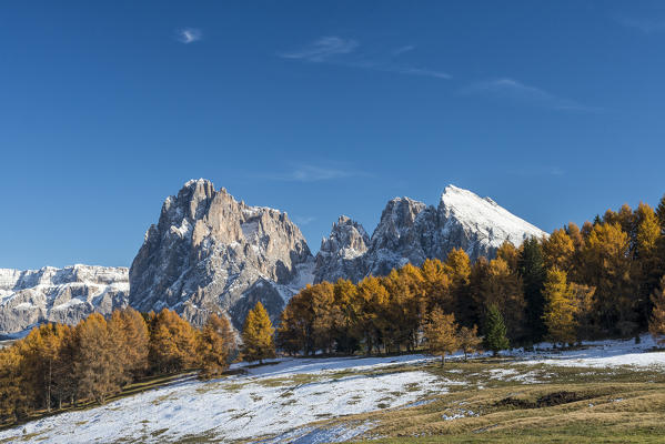 Alpe di Siusi/Seiser Alm, Dolomites, South Tyrol, Italy. Autumn colors on the Alpe di Siusi/Seiser Alm with the Sassolungo/Langkofel and the Sassopiatto/Plattkofel in background