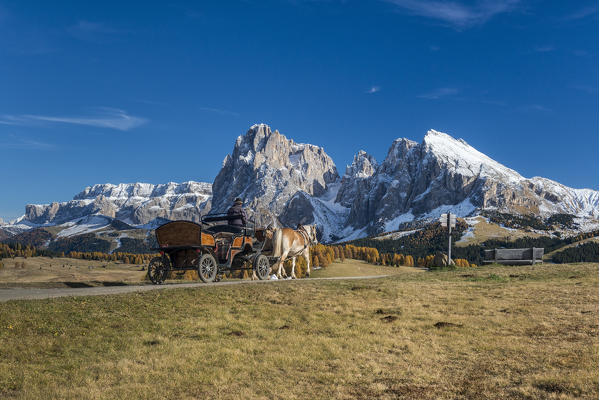 Alpe di Siusi/Seiser Alm, Dolomites, South Tyrol, Italy. Haflinger horse and carriage on the Alpe di Siusi/Seiser Alm