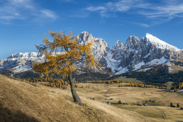 Alpe di Siusi/Seiser Alm, Dolomites, South Tyrol, Italy. Autumn colors on the Alpe di Siusi/Seiser Alm with the Sassolungo/Langkofel and the Sassopiatto/Plattkofel in background