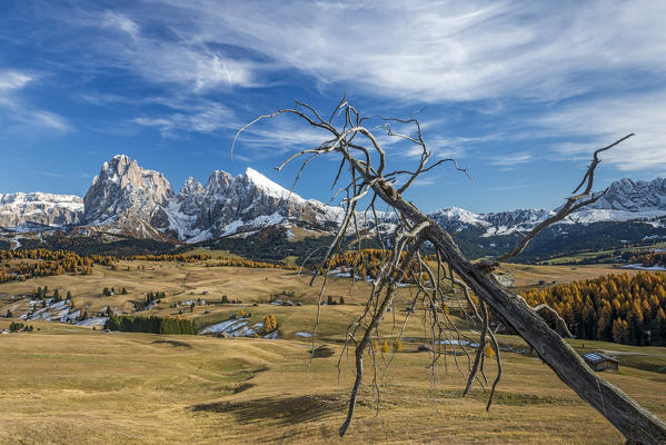 Alpe di Siusi/Seiser Alm, Dolomites, South Tyrol, Italy. Autumn colors on the Alpe di Siusi/Seiser Alm with the Sassolungo/Langkofel and the Sassopiatto/Plattkofel in background