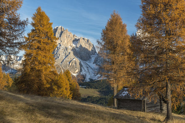 Alpe di Siusi/Seiser Alm, Dolomites, South Tyrol, Italy. Autumn colors on the Alpe di Siusi/Seiser Alm with the Sassolungo/Langkofel in the background