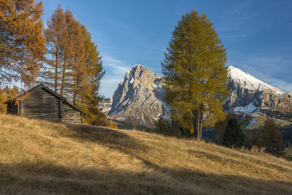 Alpe di Siusi/Seiser Alm, Dolomites, South Tyrol, Italy. Autumn colors on the Alpe di Siusi/Seiser Alm with the Sassolungo/Langkofel in the background