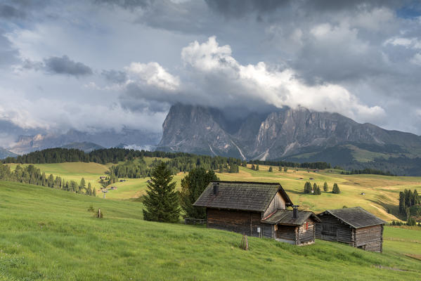 Alpe di Siusi/Seiser Alm, Dolomites, South Tyrol, Italy. View from the Alpe di Siusi to the peaks of Sassolungo/Langkofel and Sassopiatto / Plattkofel