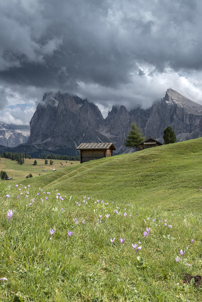 Alpe di Siusi/Seiser Alm, Dolomites, South Tyrol, Italy. View from the Alpe di Siusi to the peaks of Sassolungo/Langkofel and Sassopiatto / Plattkofel