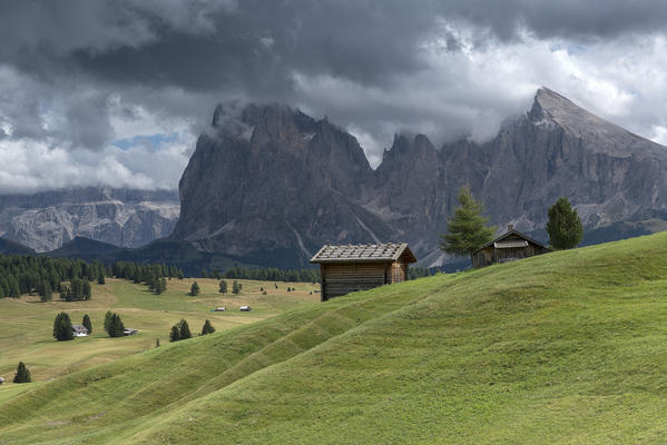 Alpe di Siusi/Seiser Alm, Dolomites, South Tyrol, Italy. View from the Alpe di Siusi to the peaks of Sassolungo/Langkofel and Sassopiatto / Plattkofel