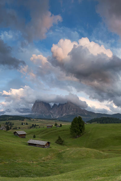 Alpe di Siusi/Seiser Alm, Dolomites, South Tyrol, Italy. View from the Alpe di Siusi to the peaks of Sassolungo/Langkofel and Sassopiatto / Plattkofel