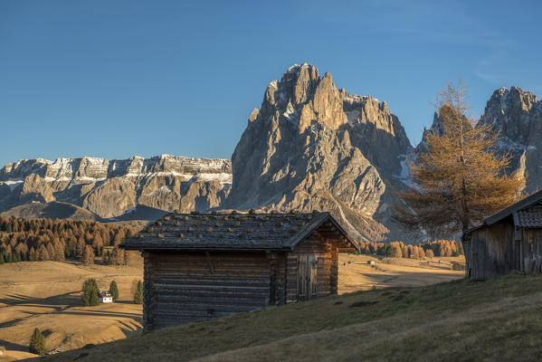 Alpe di Siusi/Seiser Alm, Dolomites, South Tyrol, Italy. Autumn colors on the Alpe di Siusi/Seiser Alm with the Sassolungo/Langkofel and the Sassopiatto/Plattkofel in background