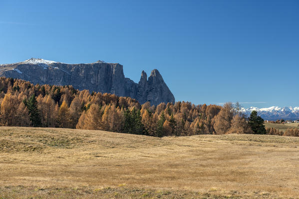 Alpe di Siusi/Seiser Alm, Dolomites, South Tyrol, Italy. 