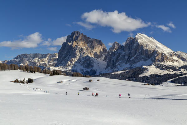 Alpe di Siusi/Seiser Alm, Dolomites, South Tyrol, Italy. Winter landscape on the Alpe di Siusi/Seiser Alm with the peaks of Sassolungo / Langkofel and Sassopiatto / Plattkofel