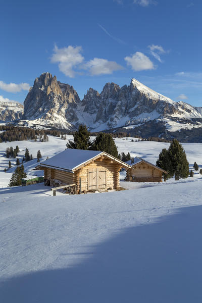 Alpe di Siusi/Seiser Alm, Dolomites, South Tyrol, Italy. Winter landscape on the Alpe di Siusi/Seiser Alm with the peaks of Sassolungo / Langkofel and Sassopiatto / Plattkofel