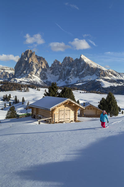 Alpe di Siusi/Seiser Alm, Dolomites, South Tyrol, Italy. Winter landscape on the Alpe di Siusi/Seiser Alm with the peaks of Sassolungo / Langkofel and Sassopiatto / Plattkofel