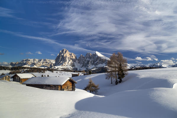 Alpe di Siusi/Seiser Alm, Dolomites, South Tyrol, Italy. Winter landscape on the Alpe di Siusi/Seiser Alm with the peaks of Sassolungo / Langkofel and Sassopiatto / Plattkofel