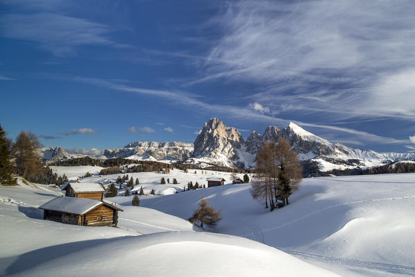 Alpe di Siusi/Seiser Alm, Dolomites, South Tyrol, Italy. Winter landscape on the Alpe di Siusi/Seiser Alm with the peaks of Sassolungo / Langkofel and Sassopiatto / Plattkofel