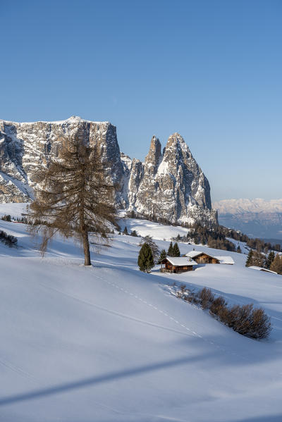 Alpe di Siusi/Seiser Alm, Dolomites, South Tyrol, Italy. Winter landscape on the Alpe di Siusi/Seiser Alm with the peaks of Sciliar / Schlern, Euringer and Santner