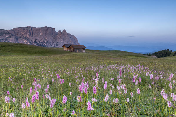 Alpe di Siusi/Seiser Alm, Dolomites, South Tyrol, Italy. Bloom on Plateau of Bullaccia/Puflatsch. In the background the peaks of Sciliar/Schlern