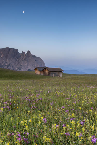 Alpe di Siusi/Seiser Alm, Dolomites, South Tyrol, Italy. Bloom on Plateau of Bullaccia/Puflatsch. In the background the peaks of Sciliar/Schlern