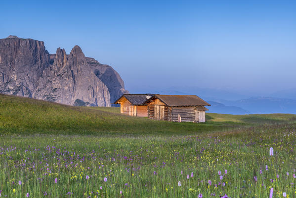 Alpe di Siusi/Seiser Alm, Dolomites, South Tyrol, Italy. Bloom on Plateau of Bullaccia/Puflatsch. In the background the peaks of Sciliar/Schlern