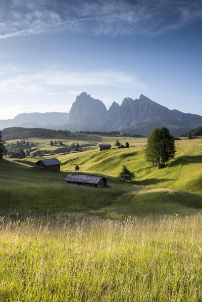 Alpe di Siusi/Seiser Alm, Dolomites, South Tyrol, Italy. Summer landscape on the Alpe di Siusi/Seiser Alm with the peaks of Sassolungo / Langkofel and Sassopiatto / Plattkofel