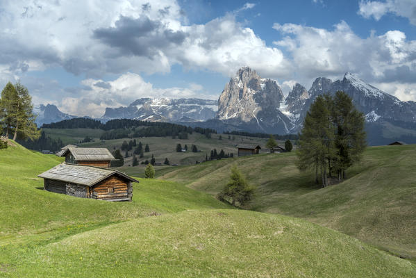 Alpe di Siusi/Seiser Alm, Dolomites, South Tyrol, Italy. View from the Alpe di Siusi to the peaks of Sassolungo/Langkofel and Sassopiatto / Plattkofel