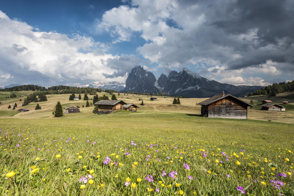 Alpe di Siusi/Seiser Alm, Dolomites, South Tyrol, Italy. Spring on the Alpe di Siusi with the peaks of Sassolungo/Langkofel and Sassopiatto / Plattkofel