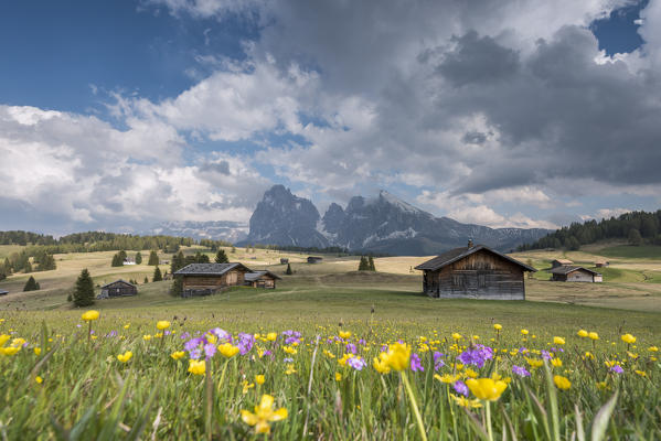 Alpe di Siusi/Seiser Alm, Dolomites, South Tyrol, Italy. Spring on the Alpe di Siusi with the peaks of Sassolungo/Langkofel and Sassopiatto / Plattkofel