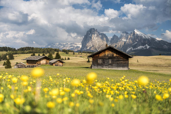 Alpe di Siusi/Seiser Alm, Dolomites, South Tyrol, Italy. Spring on the Alpe di Siusi with the peaks of Sassolungo/Langkofel and Sassopiatto / Plattkofel