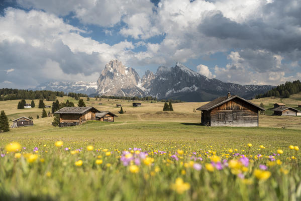 Alpe di Siusi/Seiser Alm, Dolomites, South Tyrol, Italy. Spring on the Alpe di Siusi with the peaks of Sassolungo/Langkofel and Sassopiatto / Plattkofel