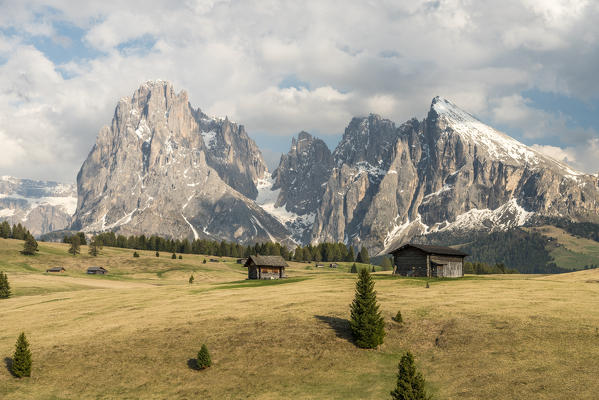 Alpe di Siusi/Seiser Alm, Dolomites, South Tyrol, Italy. View from the Alpe di Siusi to the peaks of Sassolungo/Langkofel and Sassopiatto / Plattkofel