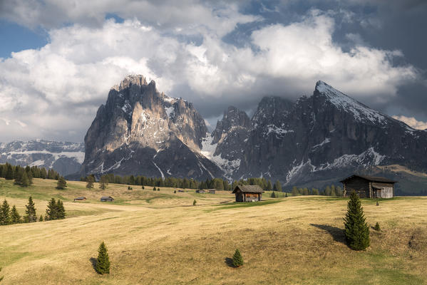 Alpe di Siusi/Seiser Alm, Dolomites, South Tyrol, Italy. View from the Alpe di Siusi to the peaks of Sassolungo/Langkofel and Sassopiatto / Plattkofel