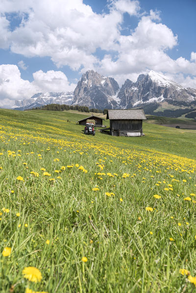 Alpe di Siusi/Seiser Alm, Dolomites, South Tyrol, Italy. Spring on the Alpe di Siusi with the peaks of Sassolungo/Langkofel and Sassopiatto / Plattkofel