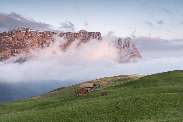 Alpe di Siusi/Seiser Alm, Dolomites, South Tyrol, Italy. Sunrise on the Seiser Alm / Alpe di Siusi. In the background the peaks of Sciliar/Schlern, Euringer and Santner