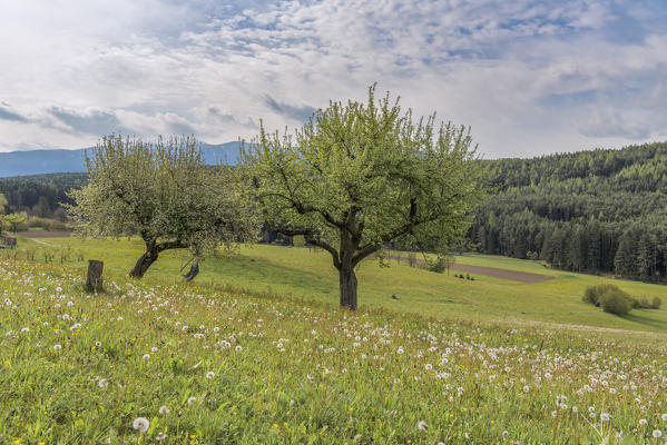 Issengo/Issing, Falzes, Pfalzen. South Tyrol, Bolzano province, Italy.