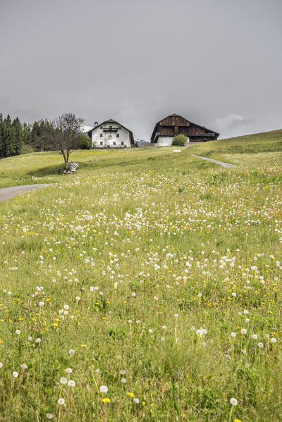 Campomolino/Lothen, San Lorenzo di Sebato/Sankt Lorenzen, Bolzano province, South Tyrol. Italy.