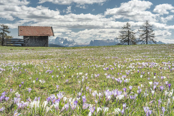 Meltina/Mölten, Bolzano province, South Tyrol, Italy. The crocus blossom at the Giogo di Meltina/Möltner Joch