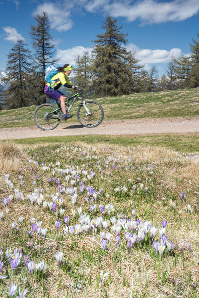 Meltina/Mölten, Bolzano province, South Tyrol, Italy. The crocus blossom at the Giogo di Meltina/Möltner Joch