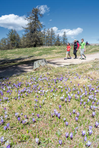 Meltina/Mölten, Bolzano province, South Tyrol, Italy. The crocus blossom at the Giogo di Meltina/Möltner Joch