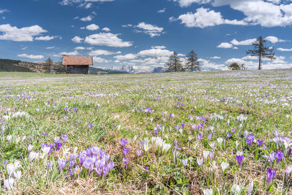 Meltina/Mölten, Bolzano province, South Tyrol, Italy. The crocus blossom at the Giogo di Meltina/Möltner Joch