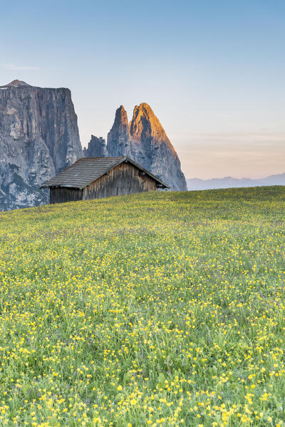 Alpe di Siusi/Seiser Alm, Dolomites, South Tyrol, Italy. The morning on the Alpe di Siusi. In the background the peaks of Sciliar/Schlern