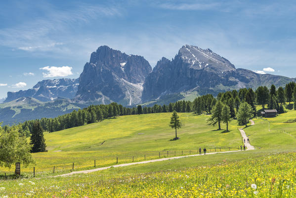 Alpe di Siusi/Seiser Alm, Dolomites, South Tyrol, Italy.