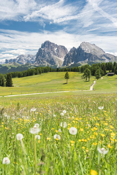 Alpe di Siusi/Seiser Alm, Dolomites, South Tyrol, Italy.