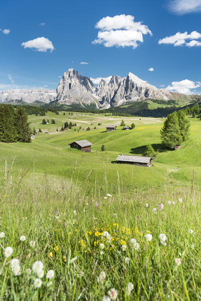 Alpe di Siusi/Seiser Alm, Dolomites, South Tyrol, Italy.